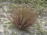 Норичник меловой (Scrophularia cretacea)